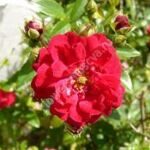 Роза почвопокровная Фэйри Данс