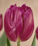 Purpule Flag