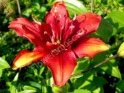 Лилия Азиатская махровая Коктейль твинс